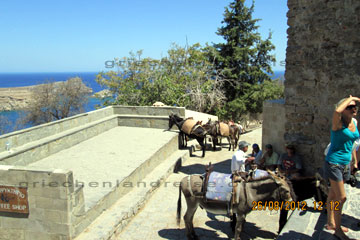 Esel vor dem Zugang zur Akropolis von Lindos und der Insel Rhodos beim Griechenland Urlaub mit denen manche Touristen wieder zurück zu dem Parkplatz reiten wo die Reisebusse der Pauschaltouristen warten oder zum kleinen Parkplatz wo wir geparkt haben.